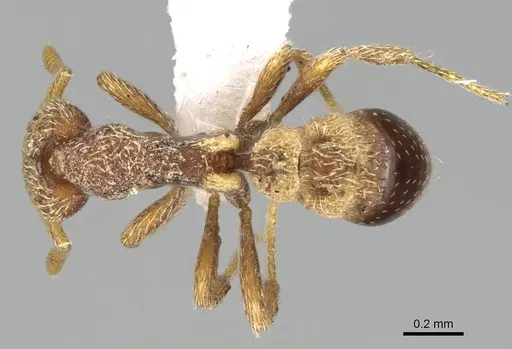 Strumigenys biroi - CASENT0222005