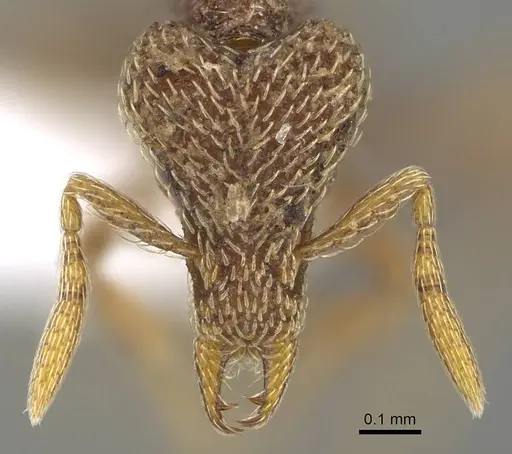 Strumigenys biroi - CASENT0222005