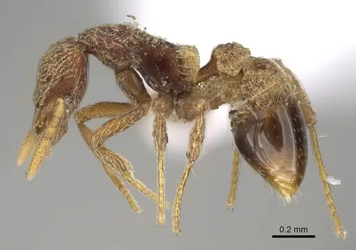 Strumigenys biroi - CASENT0222005