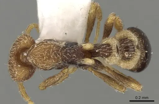 Strumigenys biroi - CASENT0280753