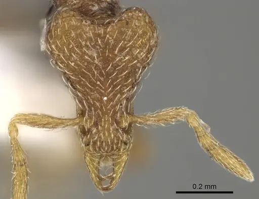 Strumigenys biroi - CASENT0280753