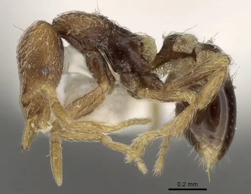 Strumigenys biroi - CASENT0280753