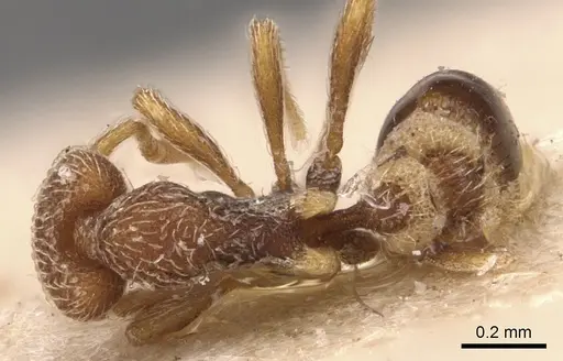 Strumigenys biroi - CASENT0904949