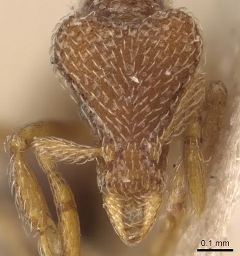 Strumigenys biroi - CASENT0904949