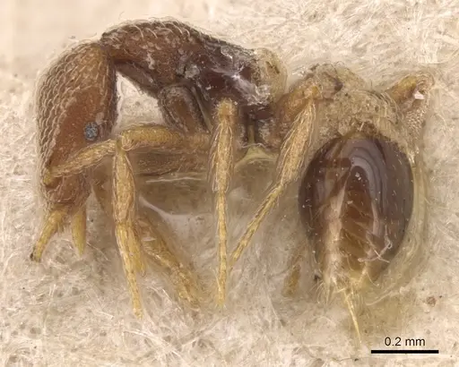 Strumigenys biroi - CASENT0904949