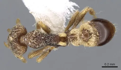 Strumigenys biroi - CASENT0914784