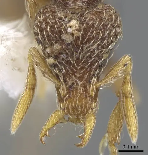 Strumigenys biroi - CASENT0914784