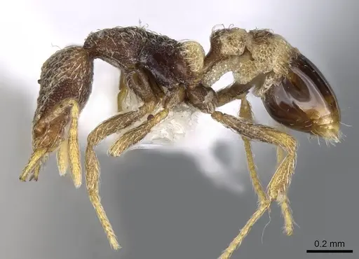 Strumigenys biroi - CASENT0914784