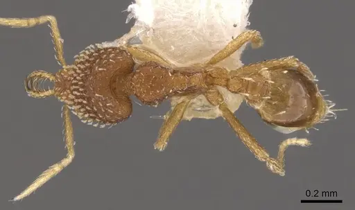 Strumigenys bitheria specimen