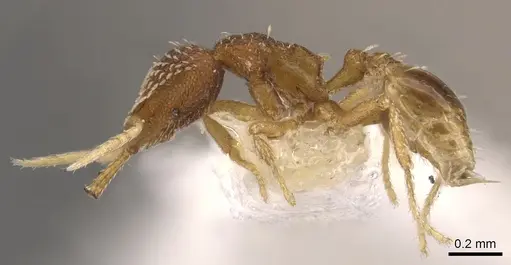 Strumigenys bitheria specimen