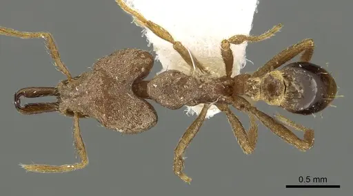 Strumigenys blanda specimen