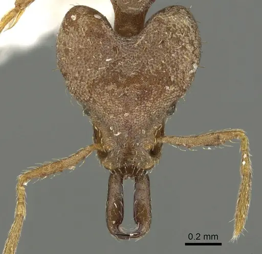 Strumigenys blanda specimen