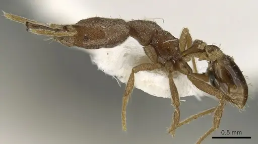 Strumigenys blanda specimen