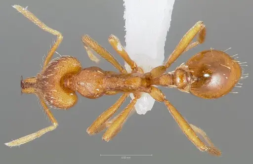 Strumigenys bola specimen