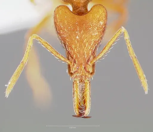 Strumigenys bola specimen