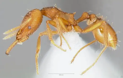 Strumigenys bola specimen
