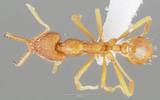 Strumigenys bola - CASENT0005497