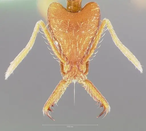 Strumigenys bola - CASENT0005497