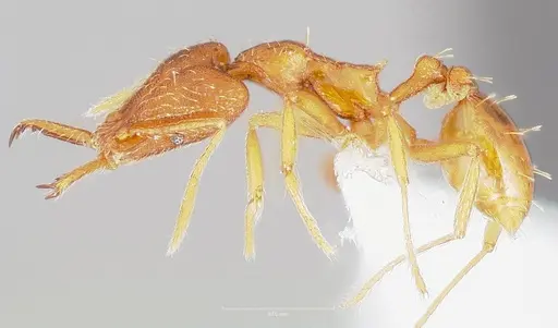 Strumigenys bola - CASENT0005497