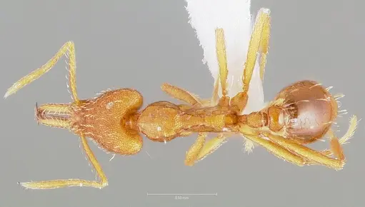 Strumigenys bola - CASENT0005498