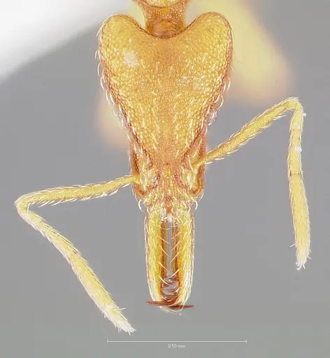 Strumigenys bola - CASENT0005498