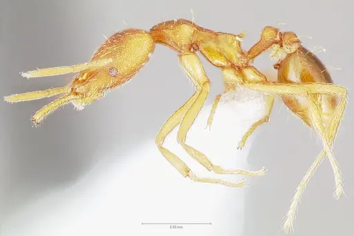 Strumigenys bola - CASENT0005498