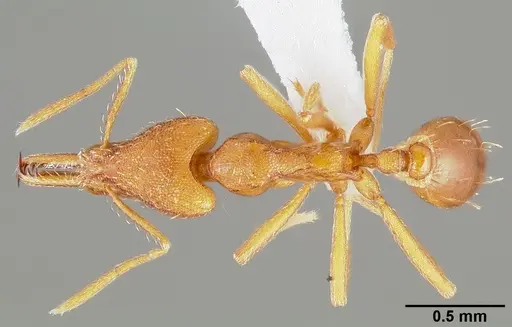 Strumigenys bola - CASENT0005499