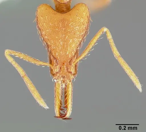 Strumigenys bola - CASENT0005499