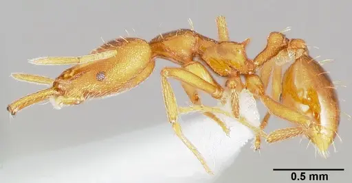 Strumigenys bola - CASENT0005499