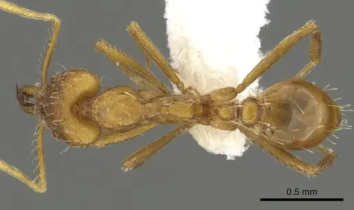 Strumigenys bola - CASENT0900714