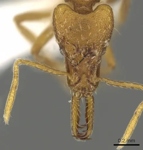 Strumigenys bola - CASENT0900714