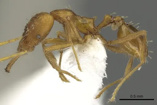 Strumigenys bola - CASENT0900714