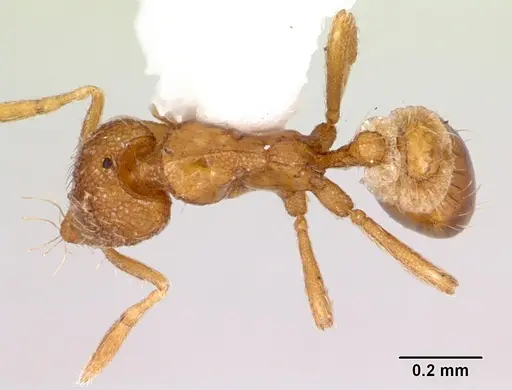 Strumigenys boltoni specimen