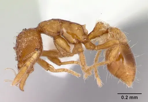 Strumigenys boltoni specimen