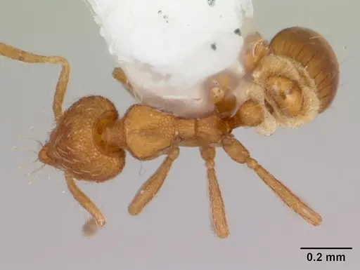 Strumigenys boltoni - CASENT0172984