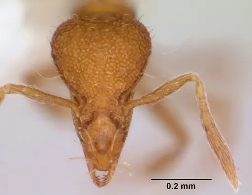 Strumigenys boltoni - CASENT0172984