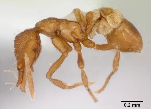 Strumigenys boltoni - CASENT0172984