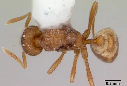 Strumigenys boltoni - CASENT0172985