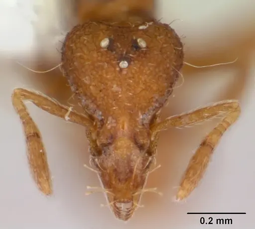 Strumigenys boltoni - CASENT0172985