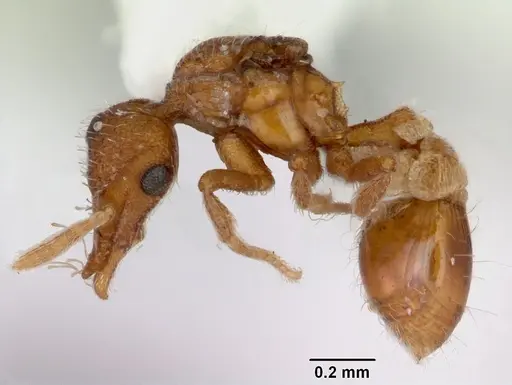 Strumigenys boltoni - CASENT0172985