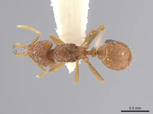 Strumigenys boneti specimen