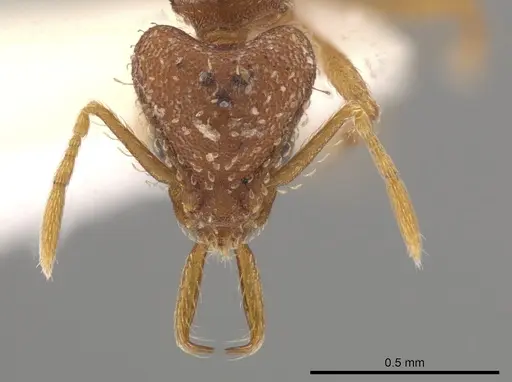 Strumigenys boneti specimen