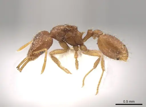 Strumigenys boneti specimen