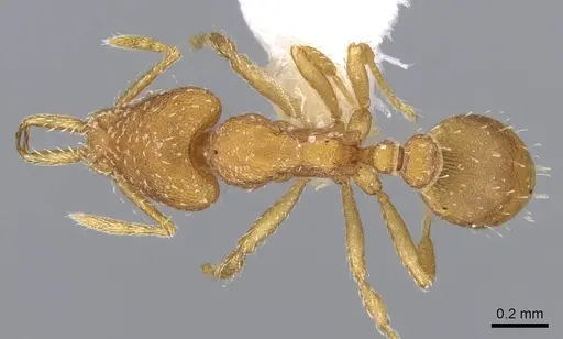 Strumigenys boneti - CASENT0914730