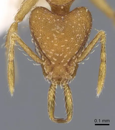 Strumigenys boneti - CASENT0914730