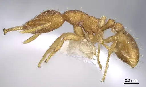 Strumigenys boneti - CASENT0914730