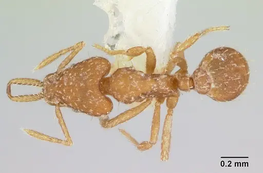 Strumigenys boneti - LACMENT002372