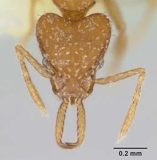 Strumigenys boneti - LACMENT002372