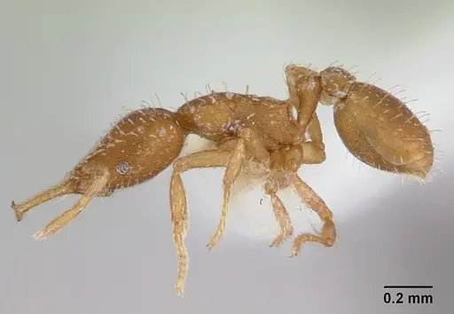 Strumigenys boneti - LACMENT002372