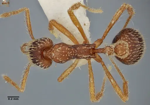 Strumigenys borgmeieri specimen